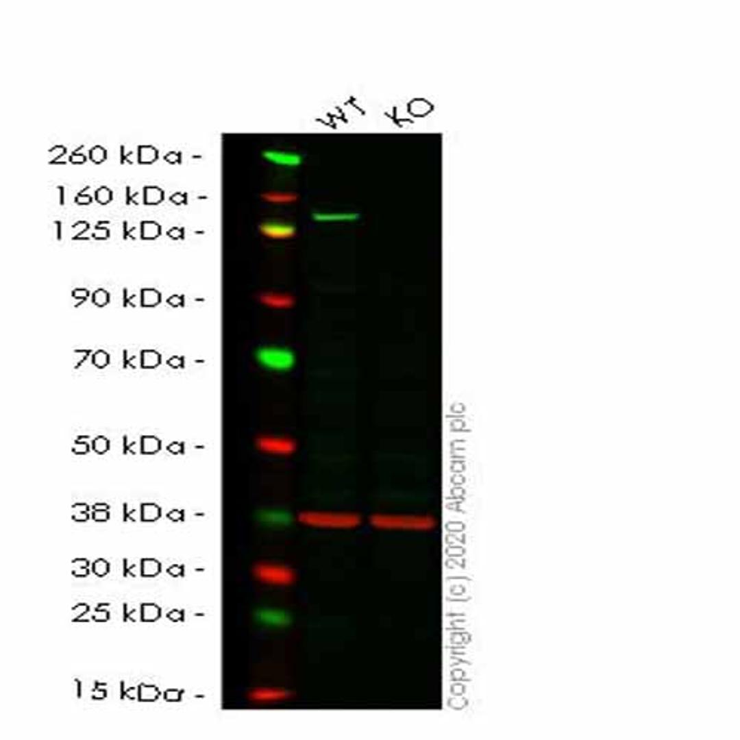 Human BUB1 knockout HeLa cell line - Abcam plc - Life Sciences