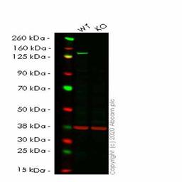 Human BUB1 knockout HeLa cell line - Abcam plc - Life Sciences