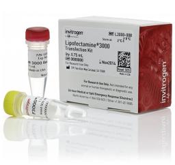 Invitrogen™ Lipofectamine® 3000 Transfection Reagent (0.75 mL) - Thermo Fisher Scientific - Life Sciences