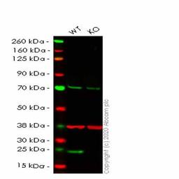 Human RAB4A (Rab4) knockout HeLa cell line - Abcam plc - Life Sciences