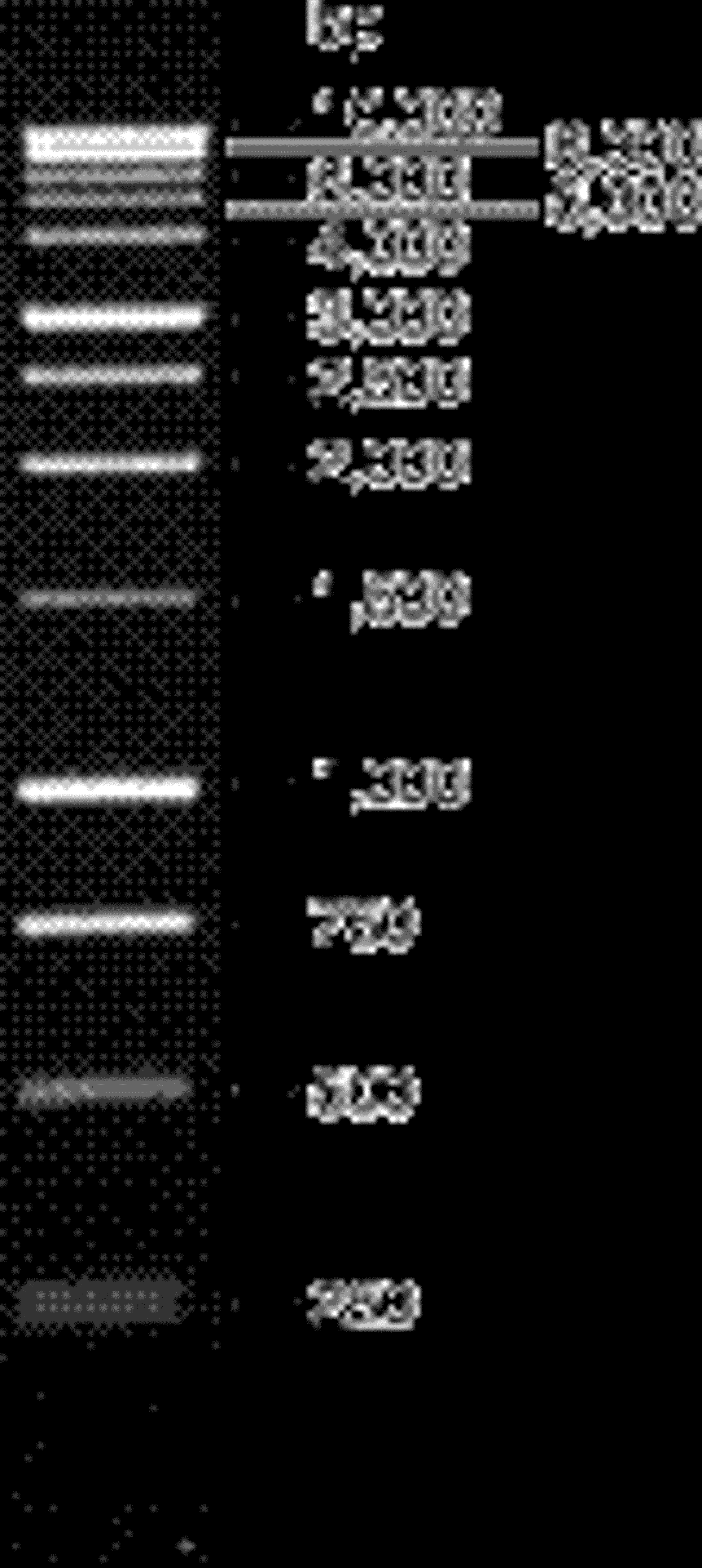 1kb DNA Ladder - Thermo Fisher Scientific - Life Sciences