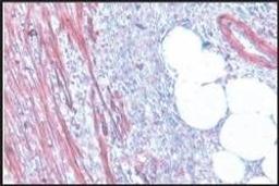 Anti-Actin antibody produced in rabbit - Merck KGaA, Darmstadt, Germany - Life Sciences