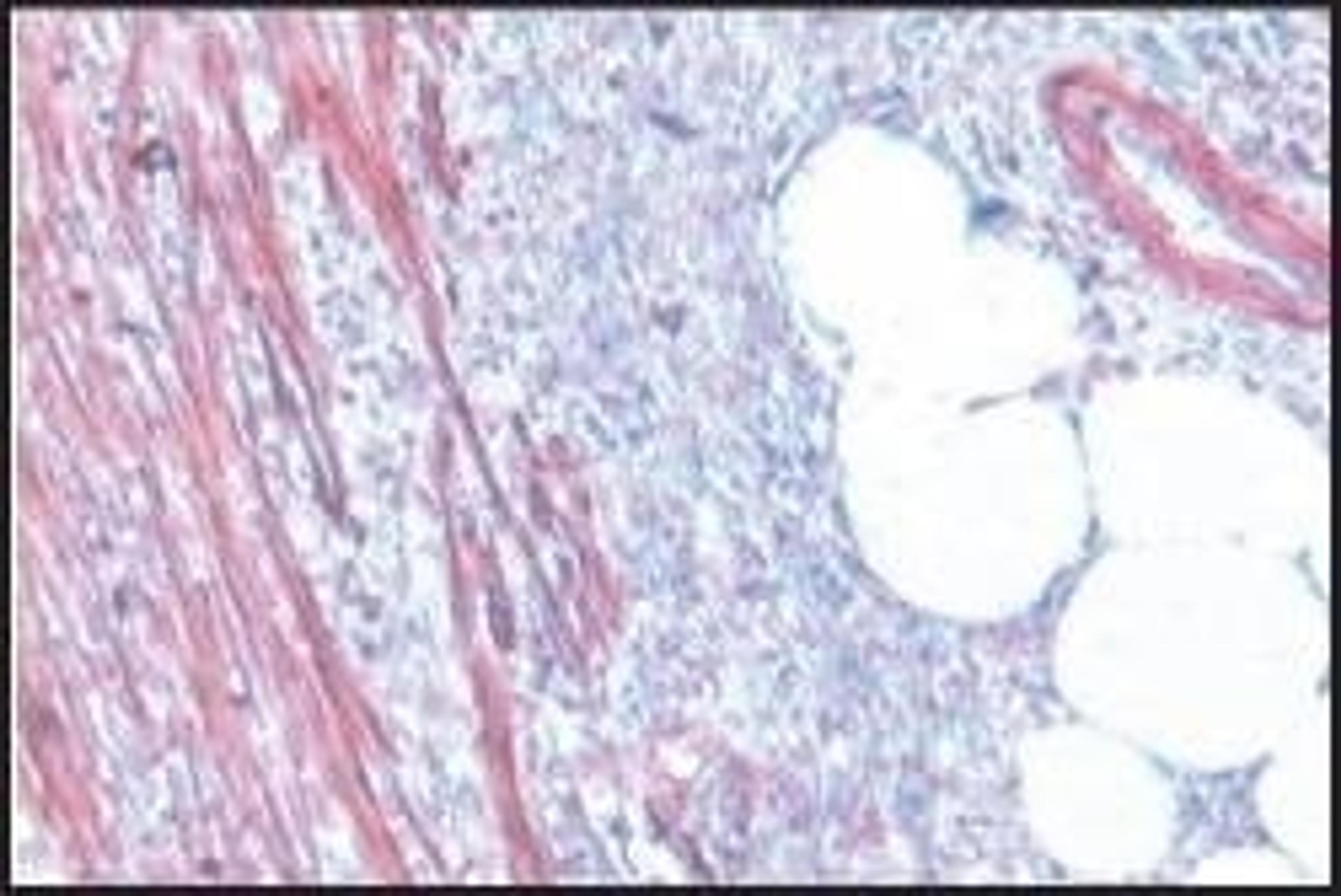 Anti-Actin antibody produced in rabbit - Merck KGaA, Darmstadt, Germany - Life Sciences