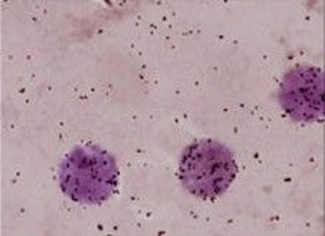 Sorcerer UDS for Unscheduled DNA Synthesis - Perceptive Instruments - Lab Informatics