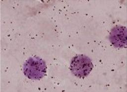 Sorcerer UDS for Unscheduled DNA Synthesis - Perceptive Instruments - Lab Informatics