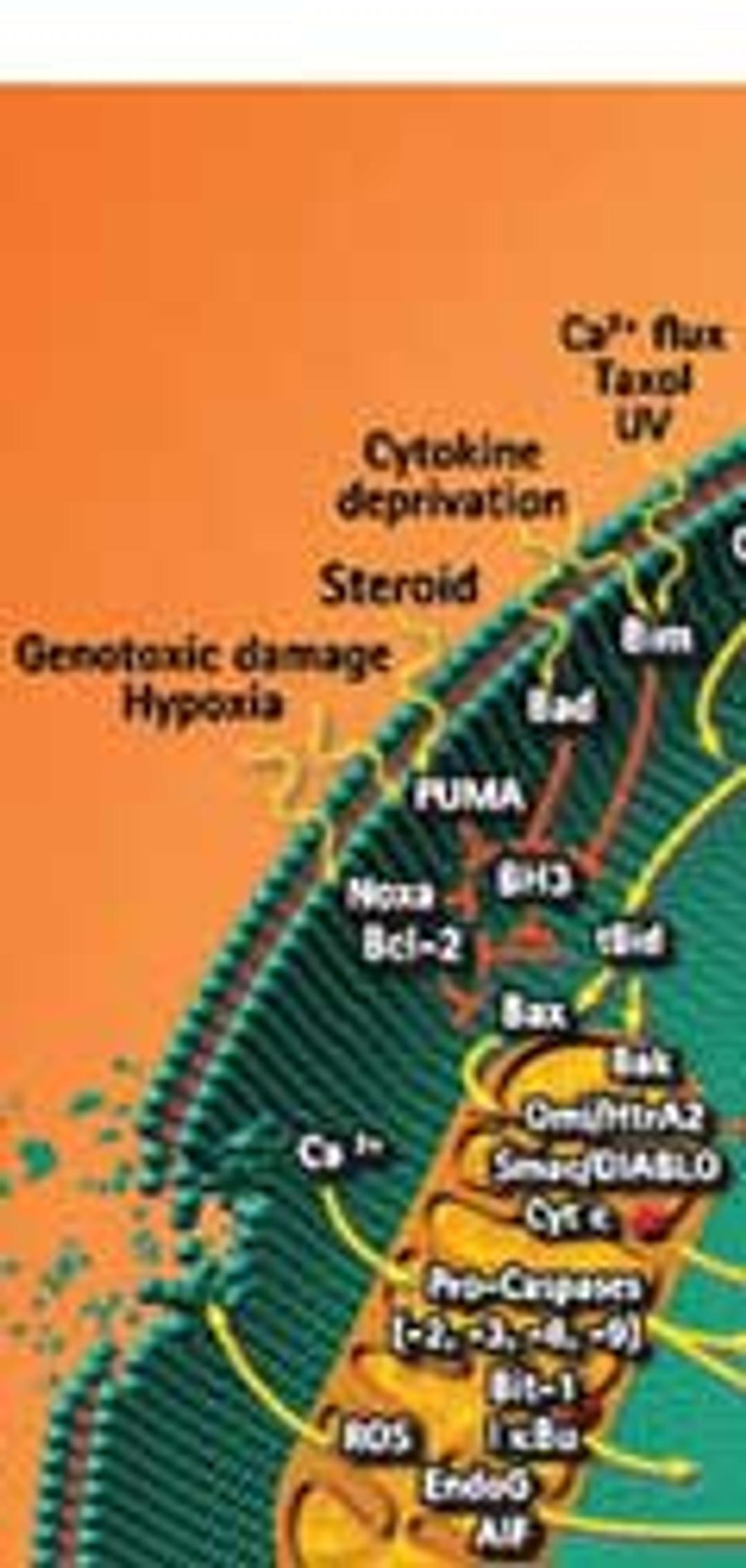Apoptosis Products - Merck - Life Sciences