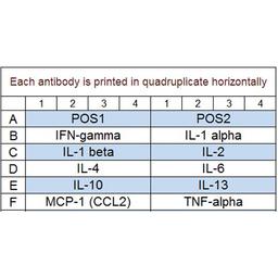 Rat Inflammation Array Q1 - RayBiotech Inc. - Life Sciences