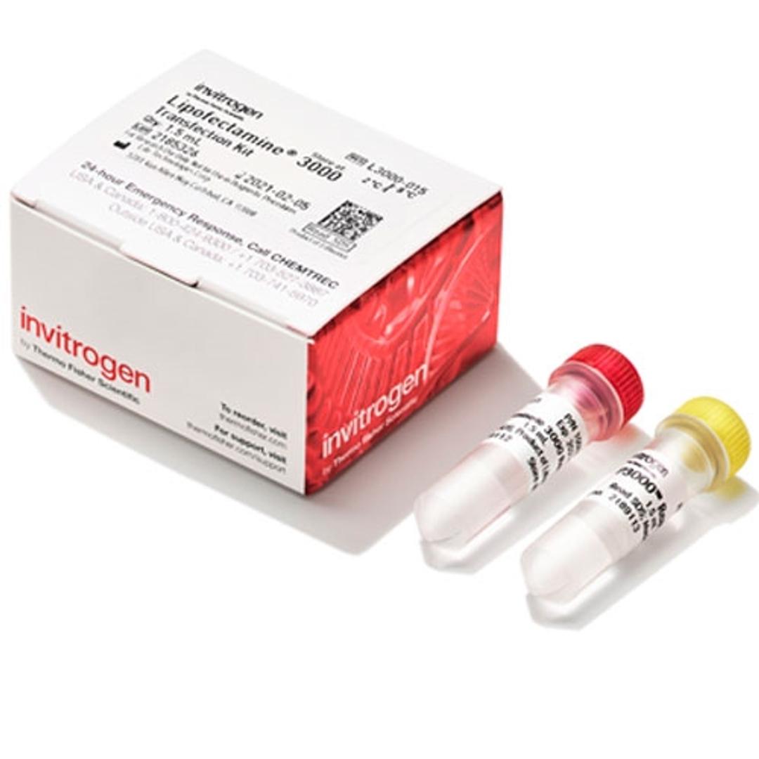 Invitrogen™ Lipofectamine™ 3000 Transfection Reagent - Thermo Fisher Scientific - Life Sciences