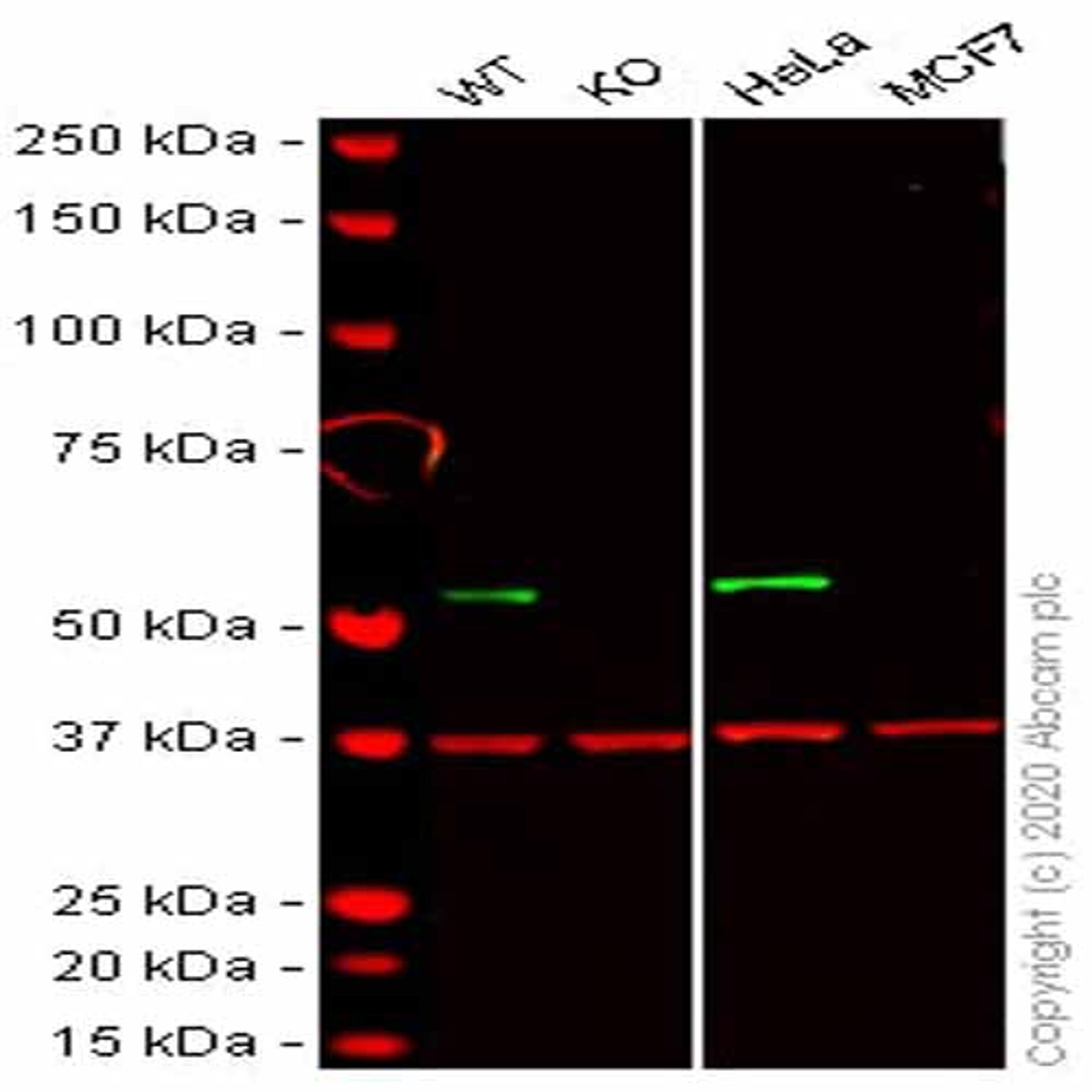 Human RXRA knockout HCT116 cell line - Abcam plc - Life Sciences