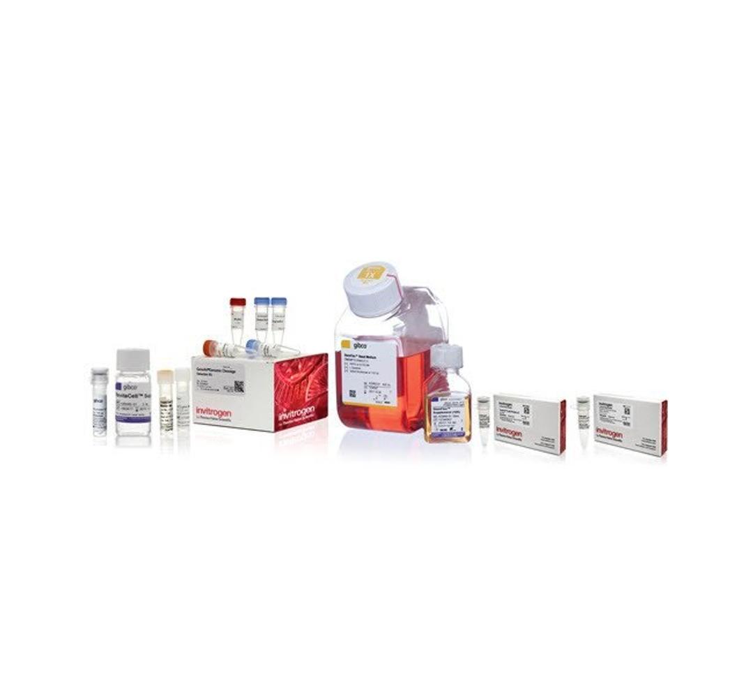 Gibco™ Pluripotent Stem Cell Gene Editing Demo Kit - Thermo Fisher Scientific