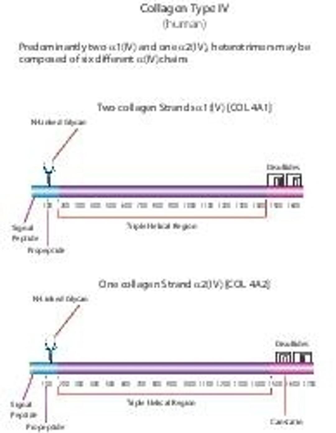 Collagen from human placenta - Merck KGaA, Darmstadt, Germany - Life Sciences