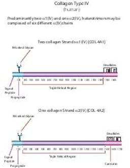 Collagen from human placenta - Merck KGaA, Darmstadt, Germany - Life Sciences