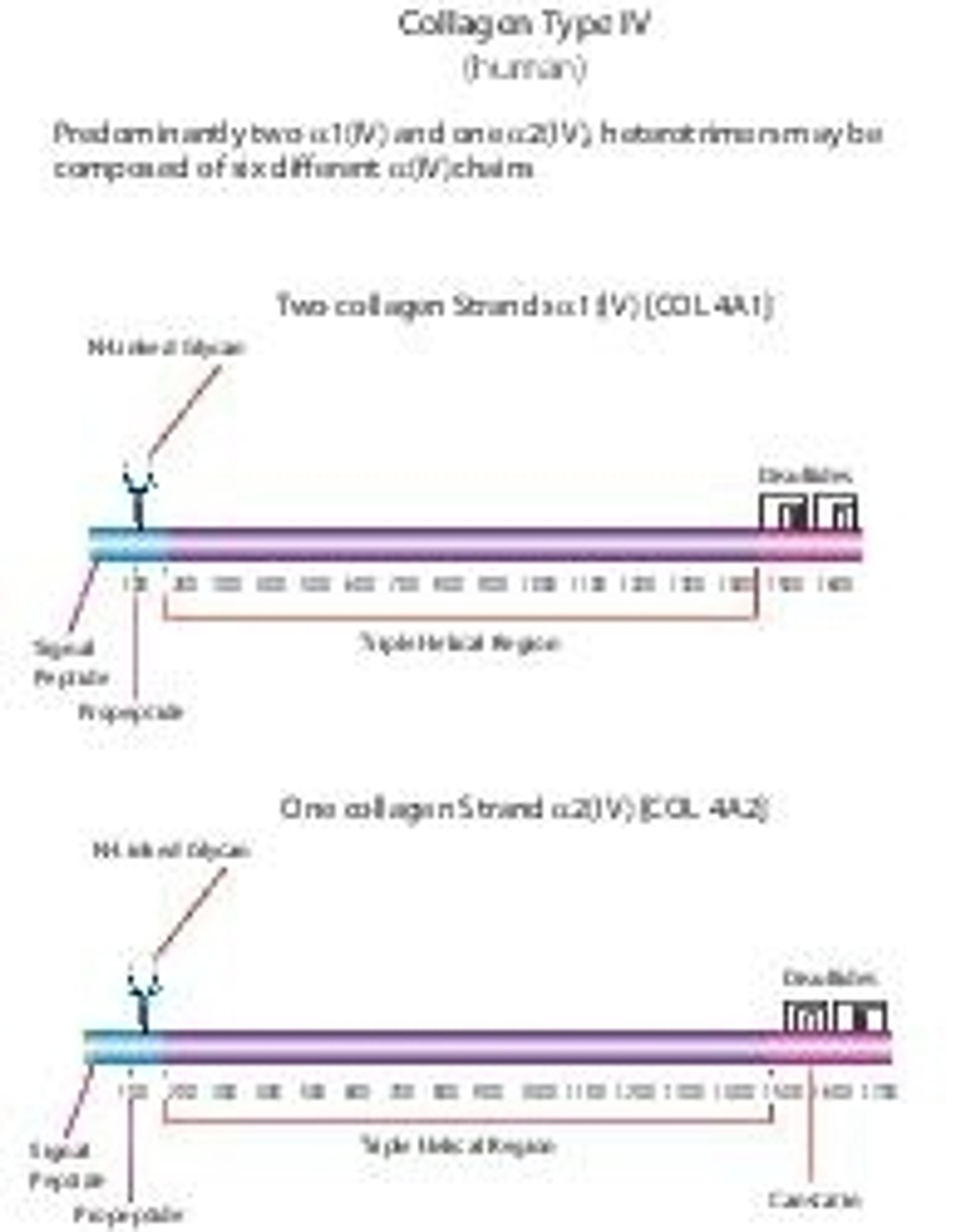 Collagen from human placenta - Merck KGaA, Darmstadt, Germany - Life Sciences
