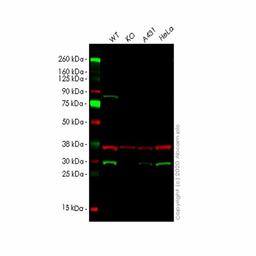 Human YWHAG (14-3-3 gamma) knockout HEK293T cell line - Abcam plc - Life Sciences