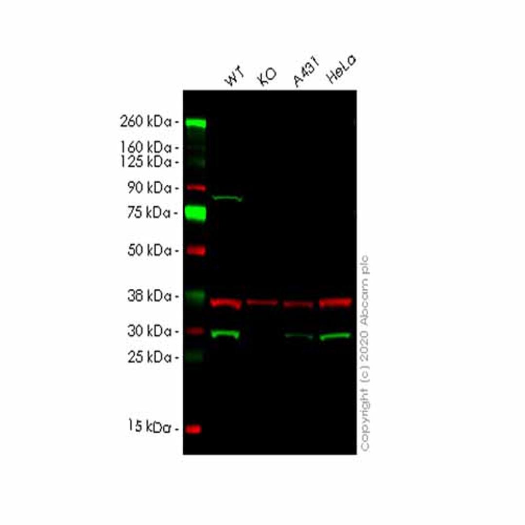 Human YWHAG (14-3-3 gamma) knockout HEK293T cell line - Abcam plc - Life Sciences