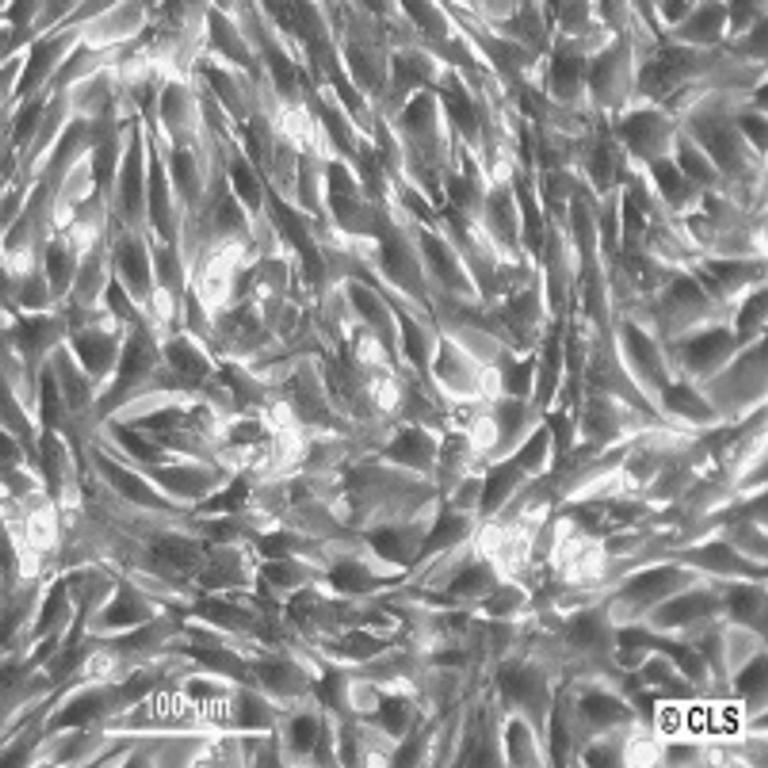 C2C12 - Cell Lines Service GmbH - Life Sciences