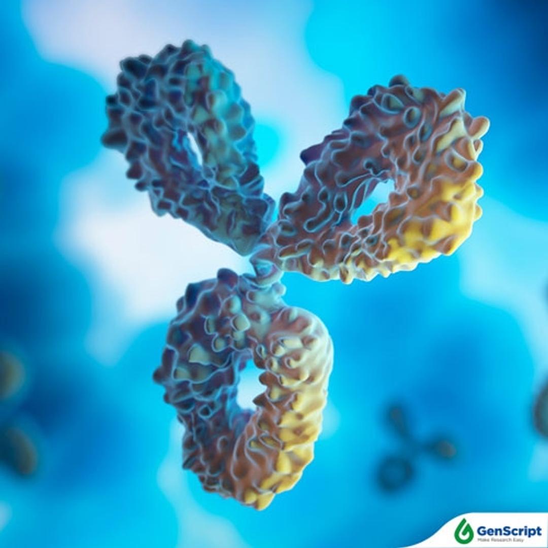 TurboCHO™ Bi-specific Antibody Expression - GenScript - Life Sciences