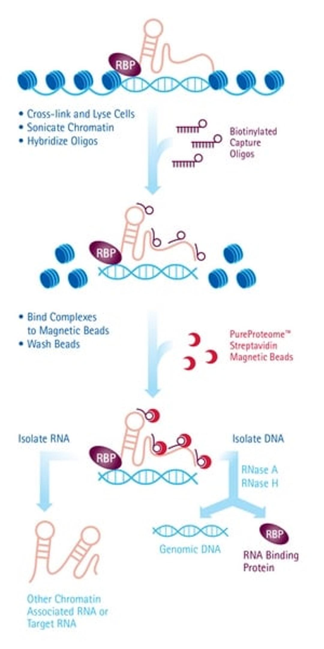 EZ-Magna ChIRP RNA Interactome Kit - Merck KGaA, Darmstadt, Germany - Life Sciences
