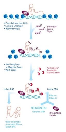 EZ-Magna ChIRP RNA Interactome Kit - Merck KGaA, Darmstadt, Germany - Life Sciences