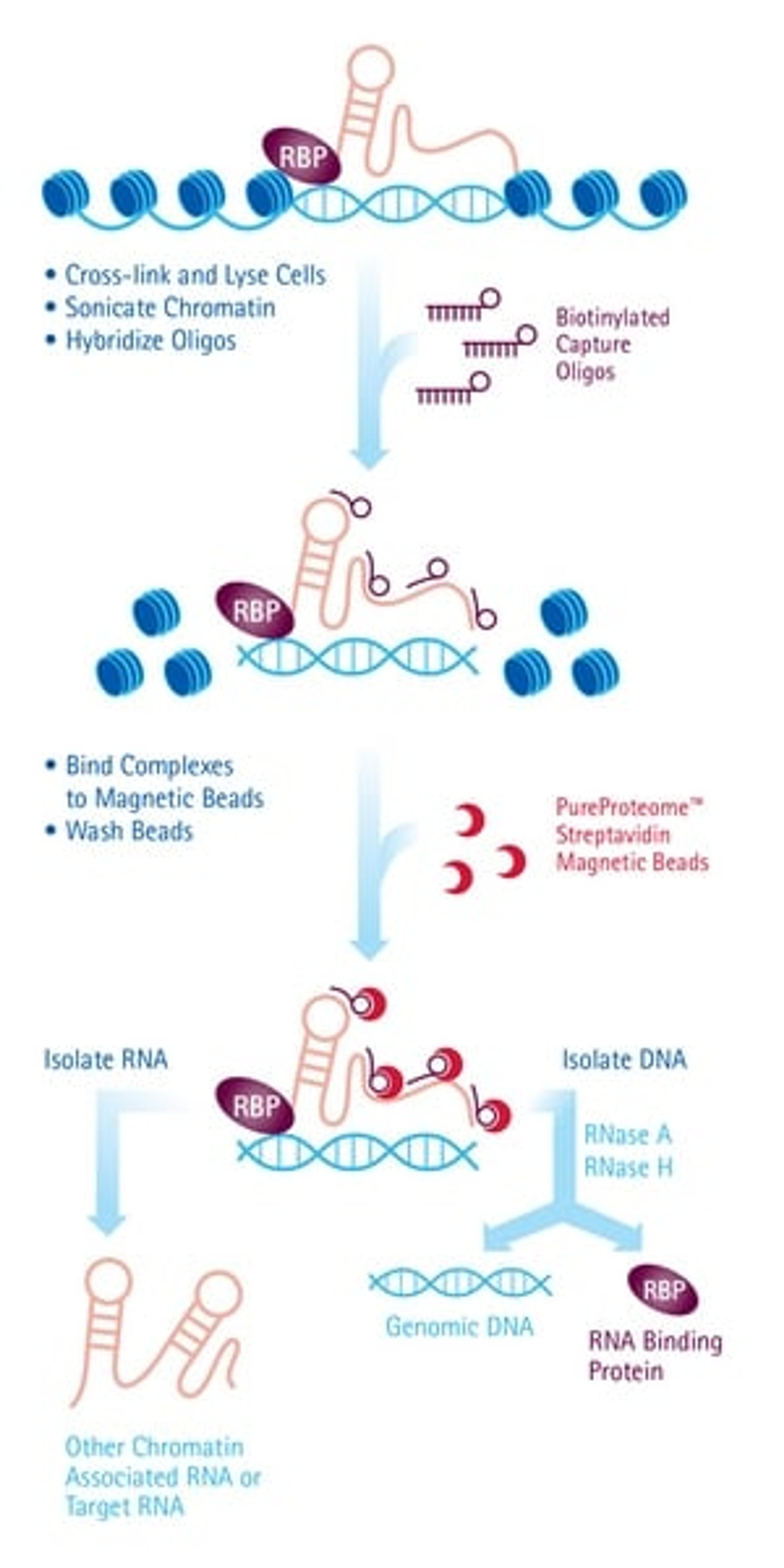 EZ-Magna ChIRP RNA Interactome Kit - Merck KGaA, Darmstadt, Germany - Life Sciences