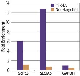 miRNA Target IP Kit - Active Motif - Life Sciences