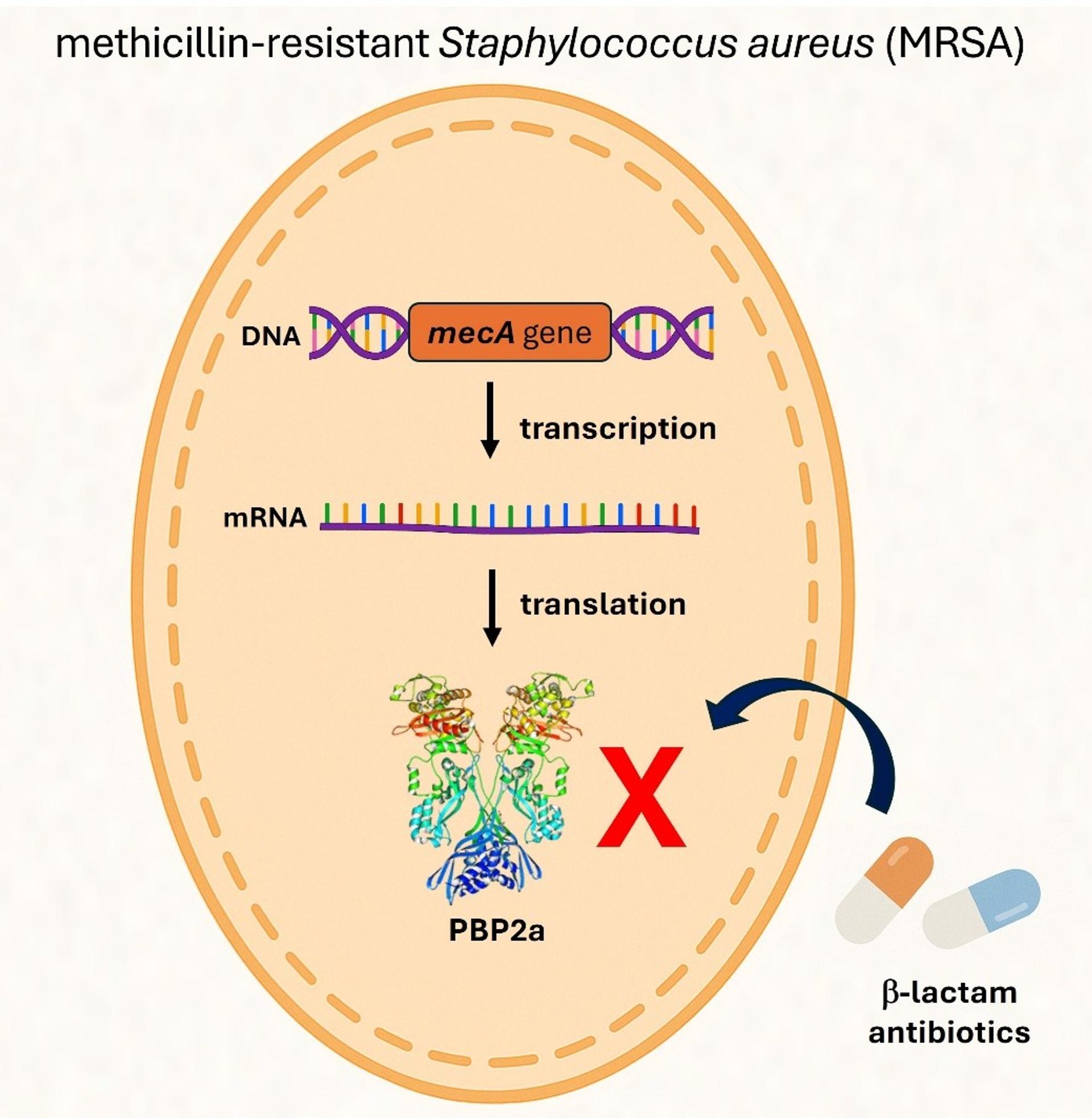 Genetic Mechanism of the mecA Gene in MRSA