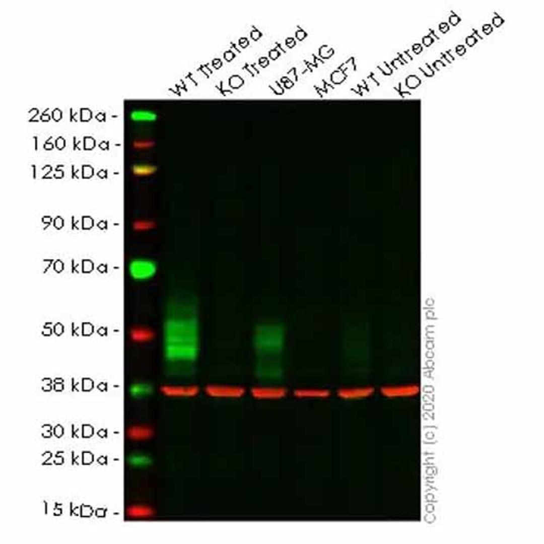 Human CD274 (PD-L1) knockout A549 cell line - Abcam plc - Life Sciences