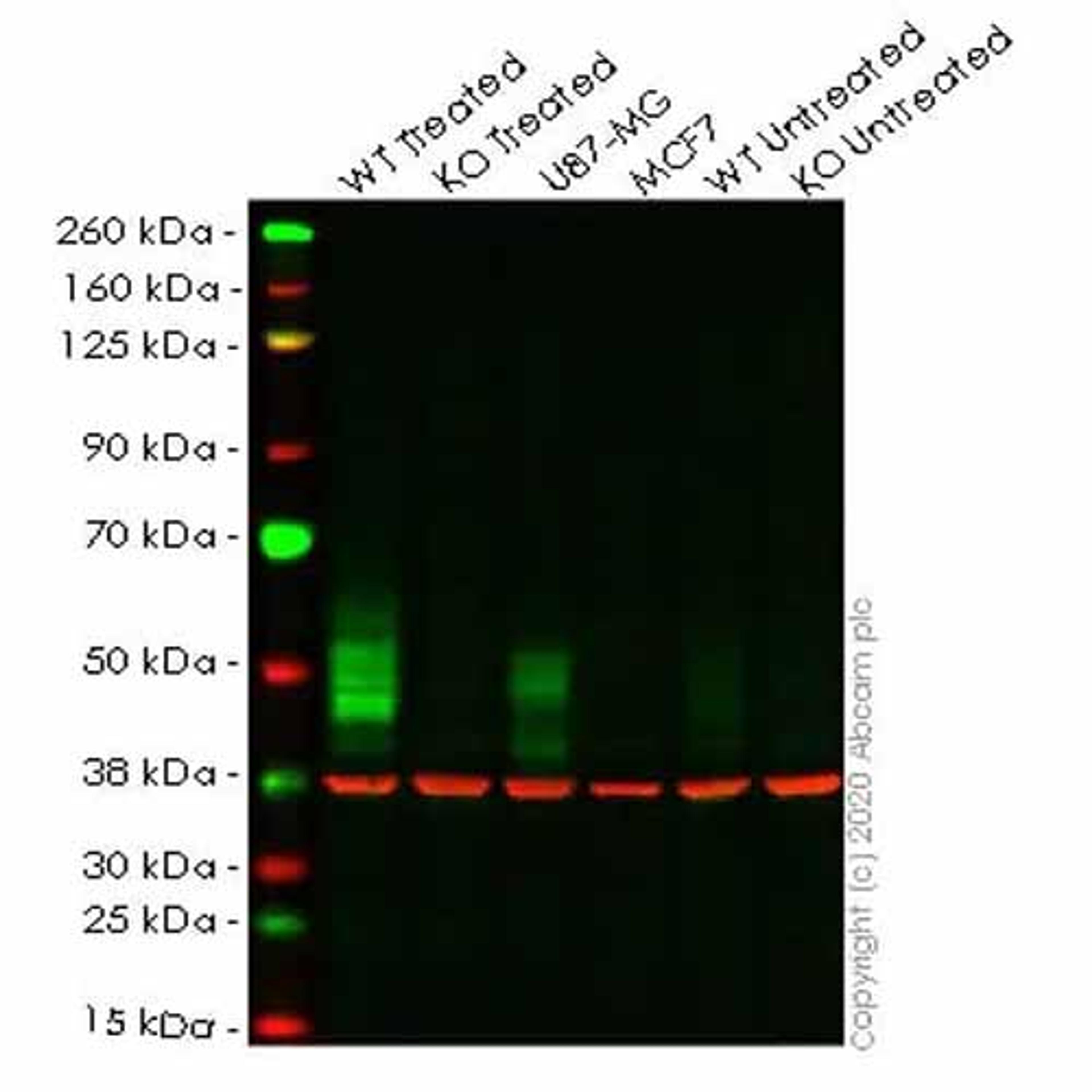 Human CD274 (PD-L1) knockout A549 cell line - Abcam plc - Life Sciences