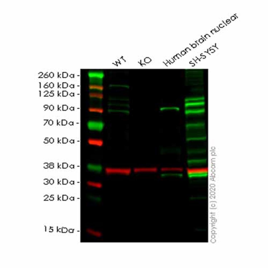 Human GIT1 knockout HeLa cell line - Abcam plc - Life Sciences