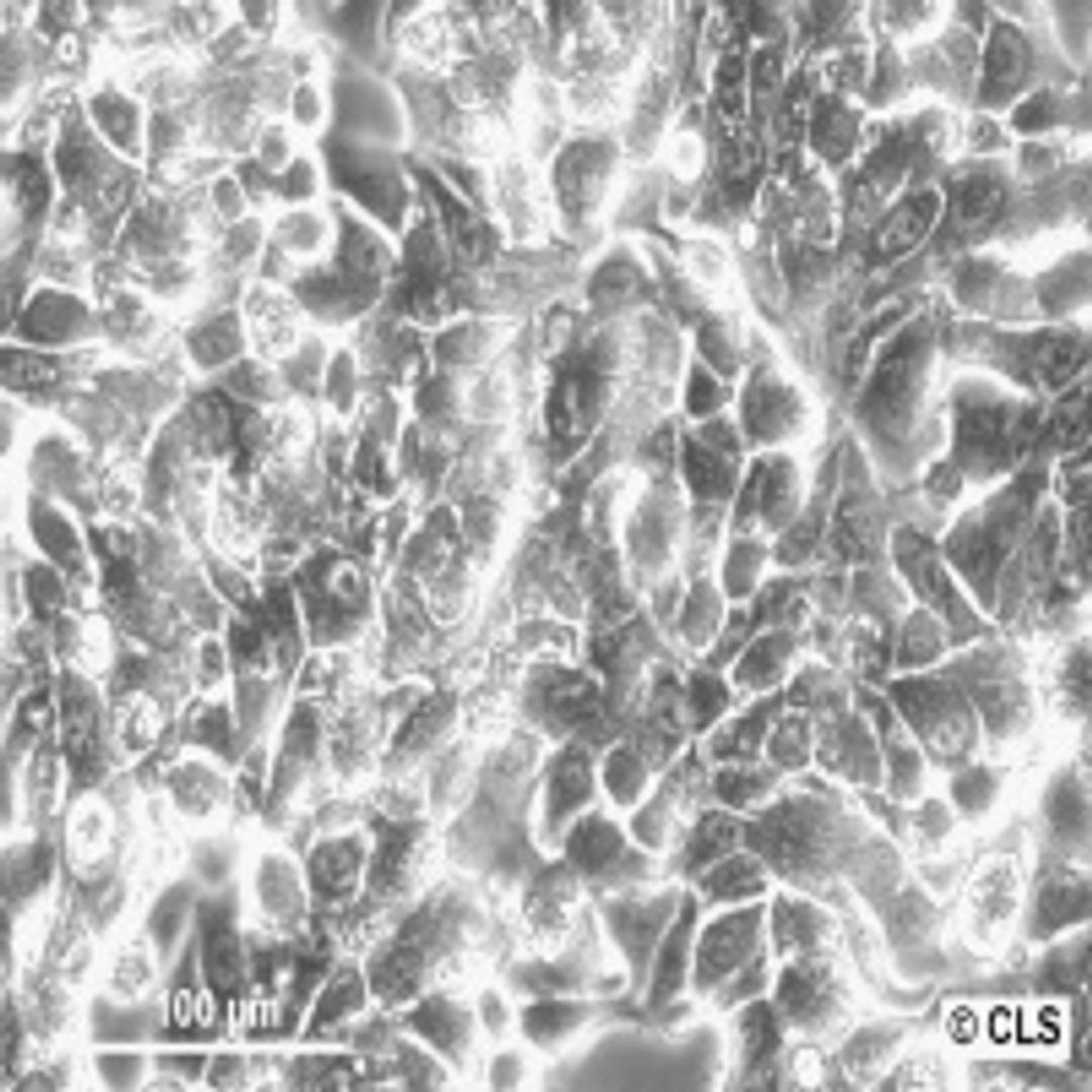 RT-4 - Cell Lines Service GmbH - Life Sciences