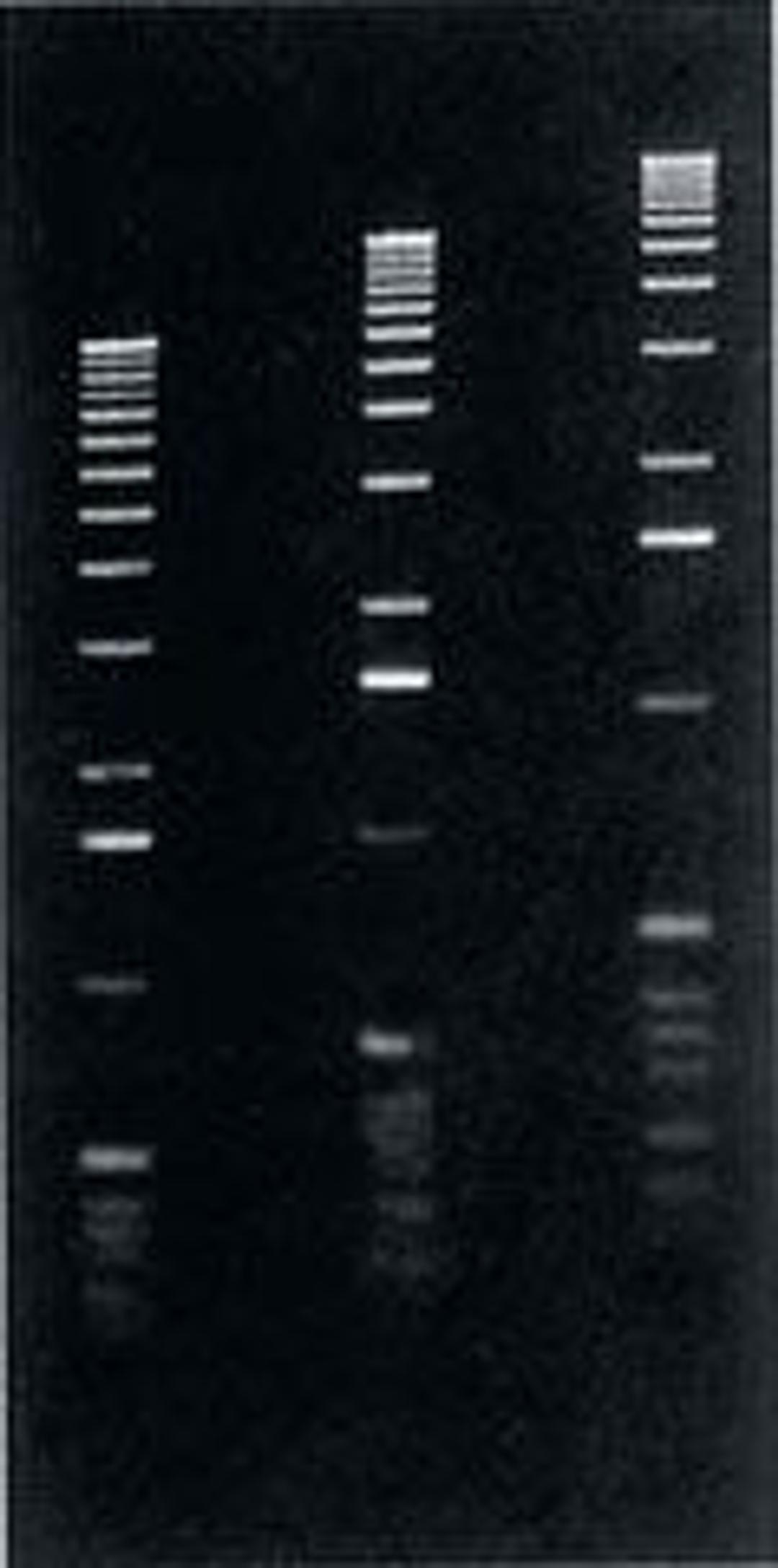 Agarose LE (Low Electroendosmosis) - Axygen Scientific, Inc. - Life Sciences