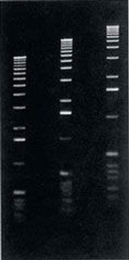 Agarose LE (Low Electroendosmosis) - Axygen Scientific, Inc. - Life Sciences
