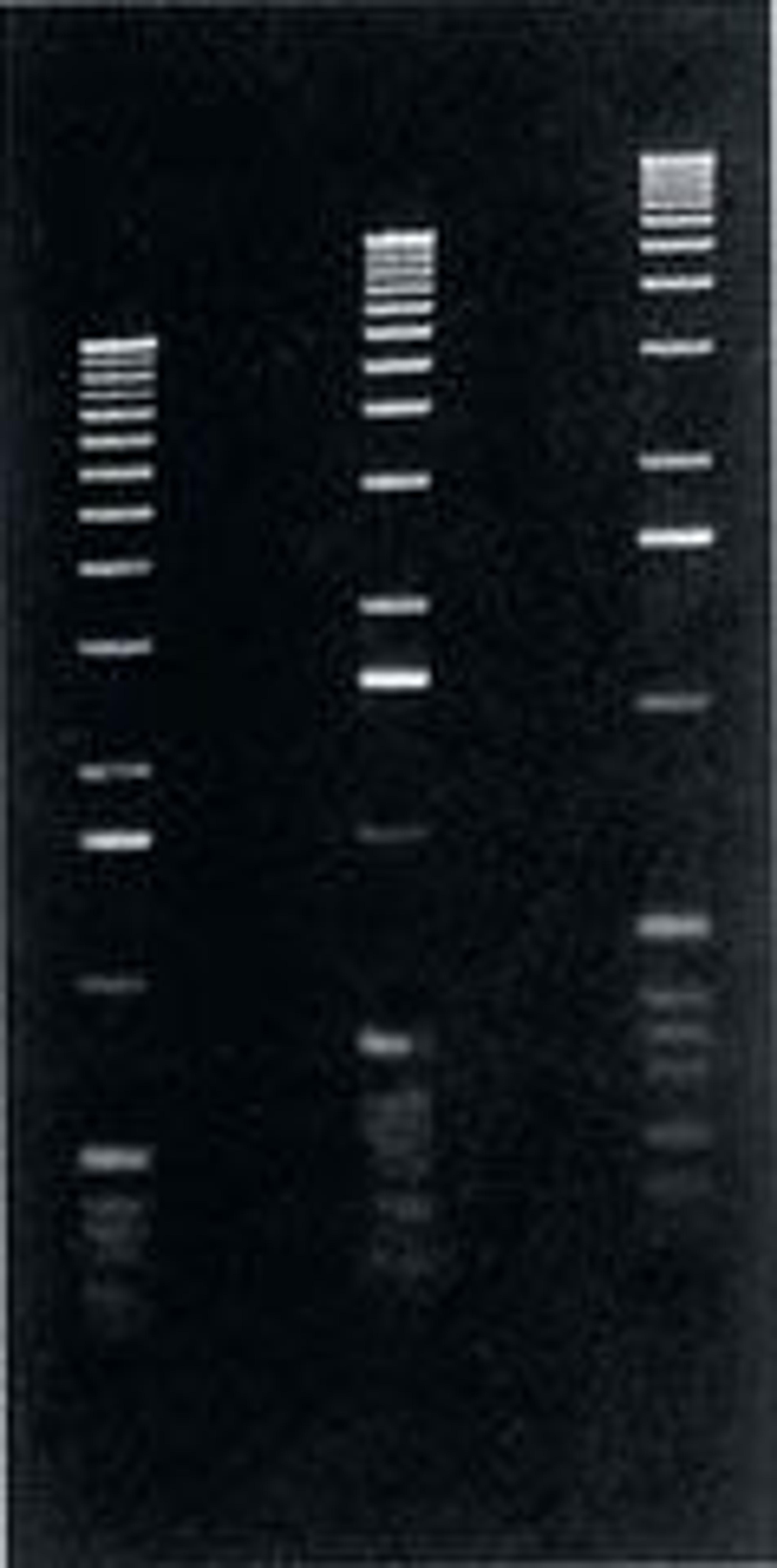 Agarose LE (Low Electroendosmosis) - Axygen Scientific, Inc. - Life Sciences