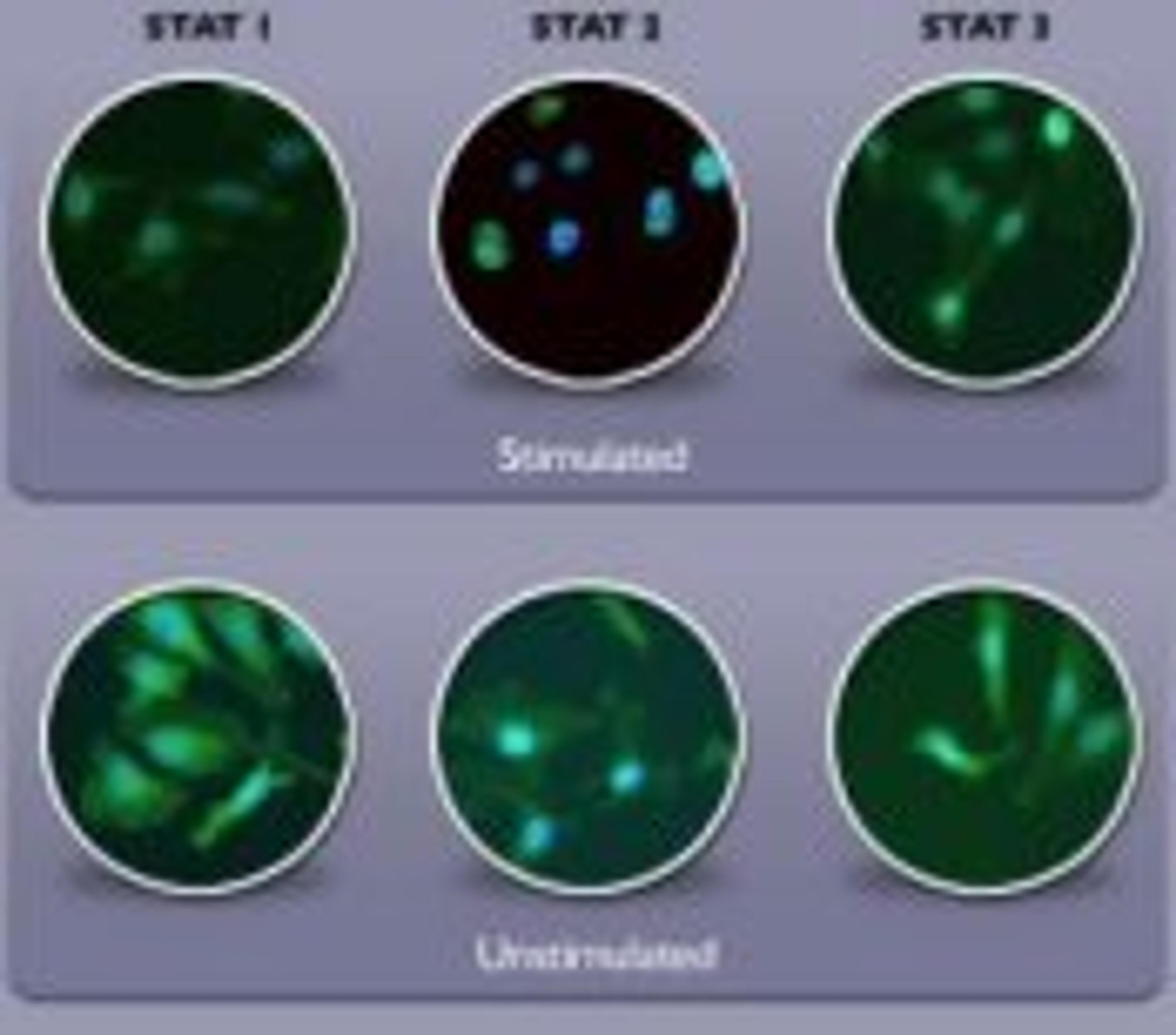 HitKit® HCS Reagent Kit for STAT1 Activation - null