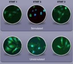 HitKit® HCS Reagent Kit for STAT1 Activation - null