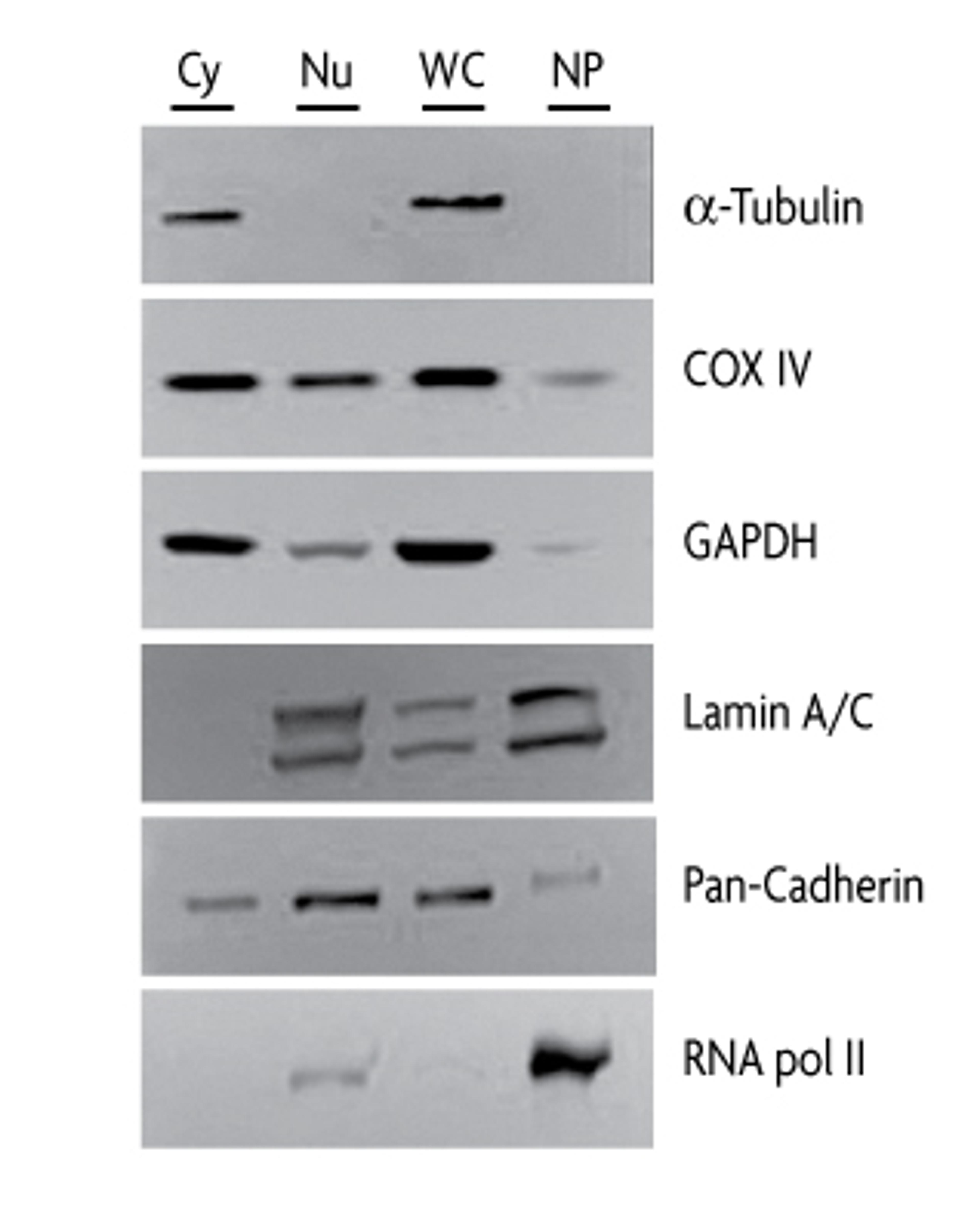 Nuclear Extract Kit - Active Motif - Life Sciences