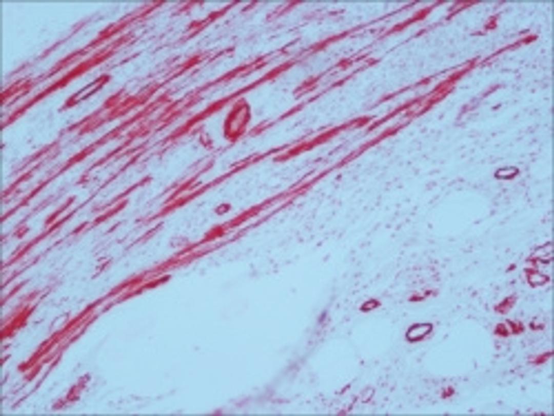 ExtrAvidin® –Alkaline Phosphatase - Merck KGaA, Darmstadt, Germany - Life Sciences