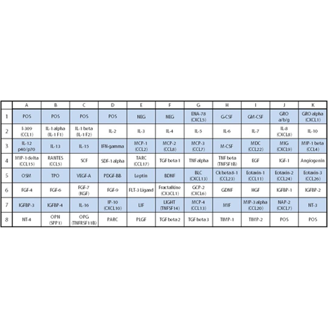 Human Cytokine Array C5 - RayBiotech Inc. - Life Sciences
