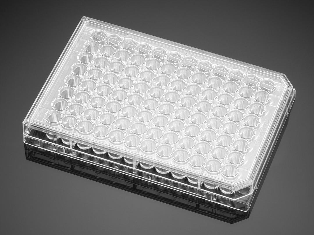 Corning® BioCoat™ Collagen I 48-well Clear Flat Bottom TC-treated Multiwell Plate, with Lid, 5/Case - Corning Life Sciences - Life Sciences