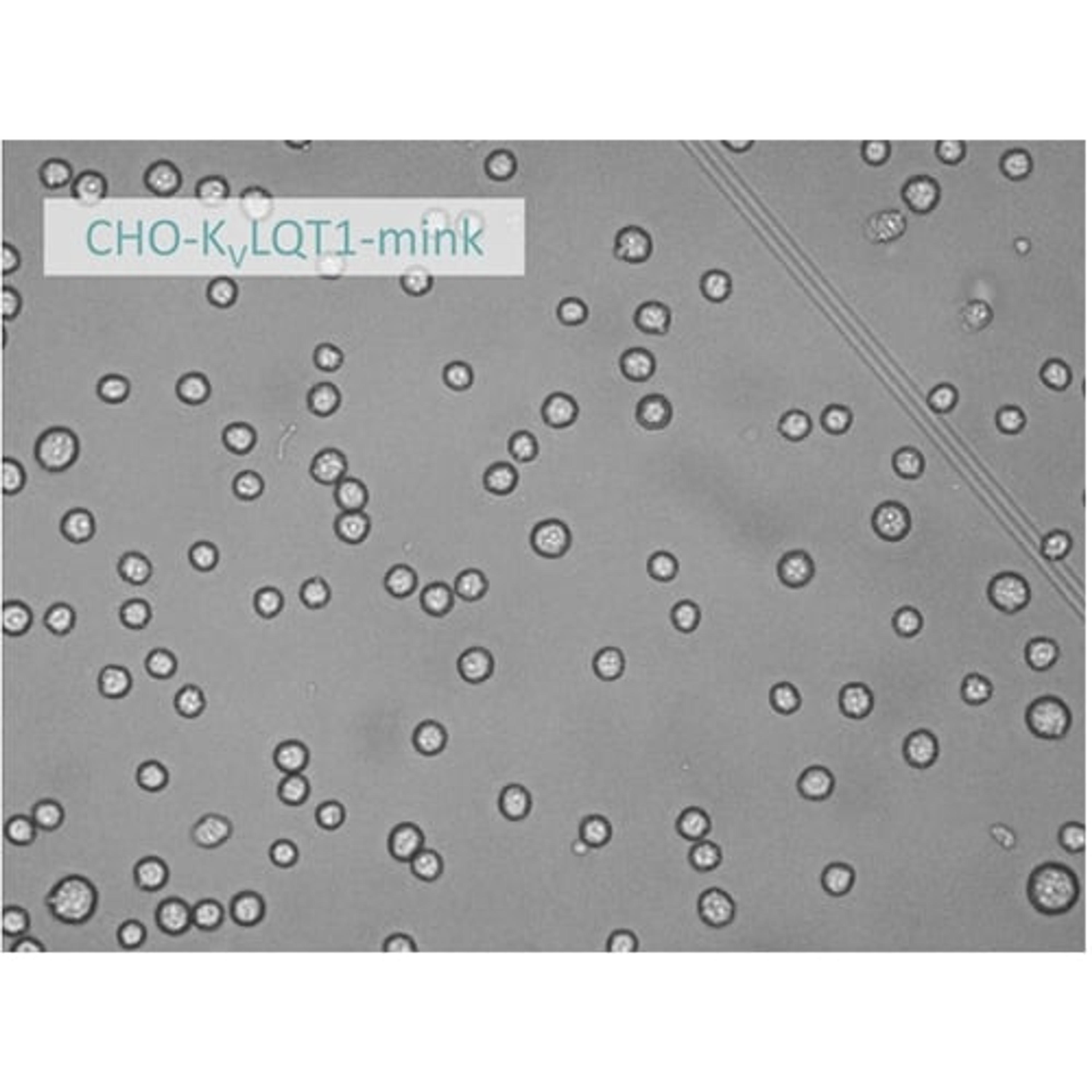 Patch Ready Cells - accellerate - Life Sciences