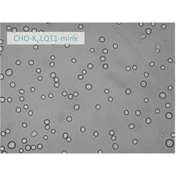 Patch Ready Cells - accellerate - Life Sciences