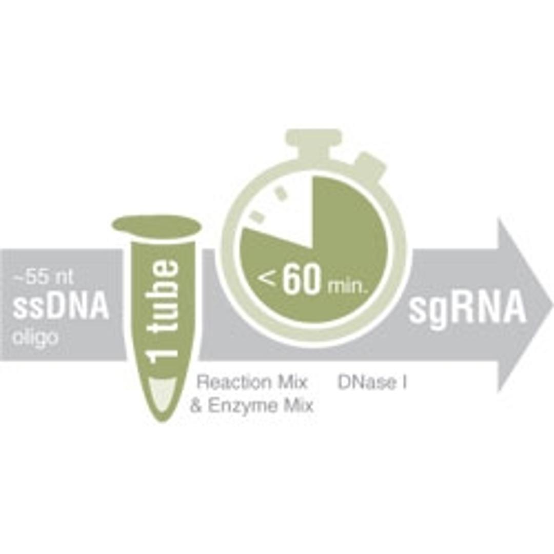 EnGen sgRNA Synthesis Kit - New England Biolabs Inc. - Life Sciences