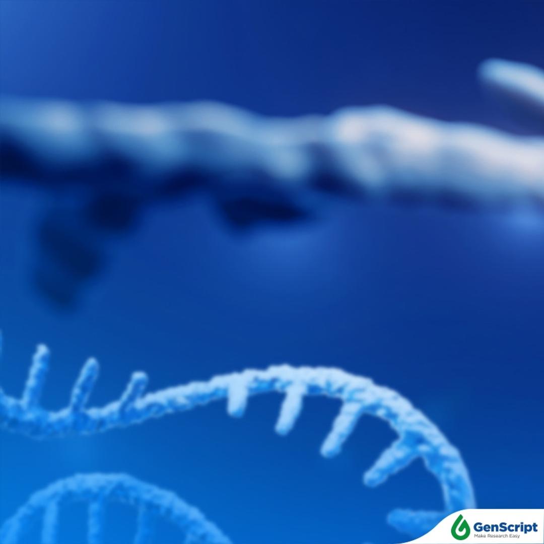 Catalog mRNA Products - GenScript - Life Sciences