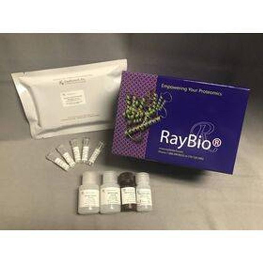 COVID-19 Spike-ACE2 Binding Assay Kit - RayBiotech Inc. - Life Sciences