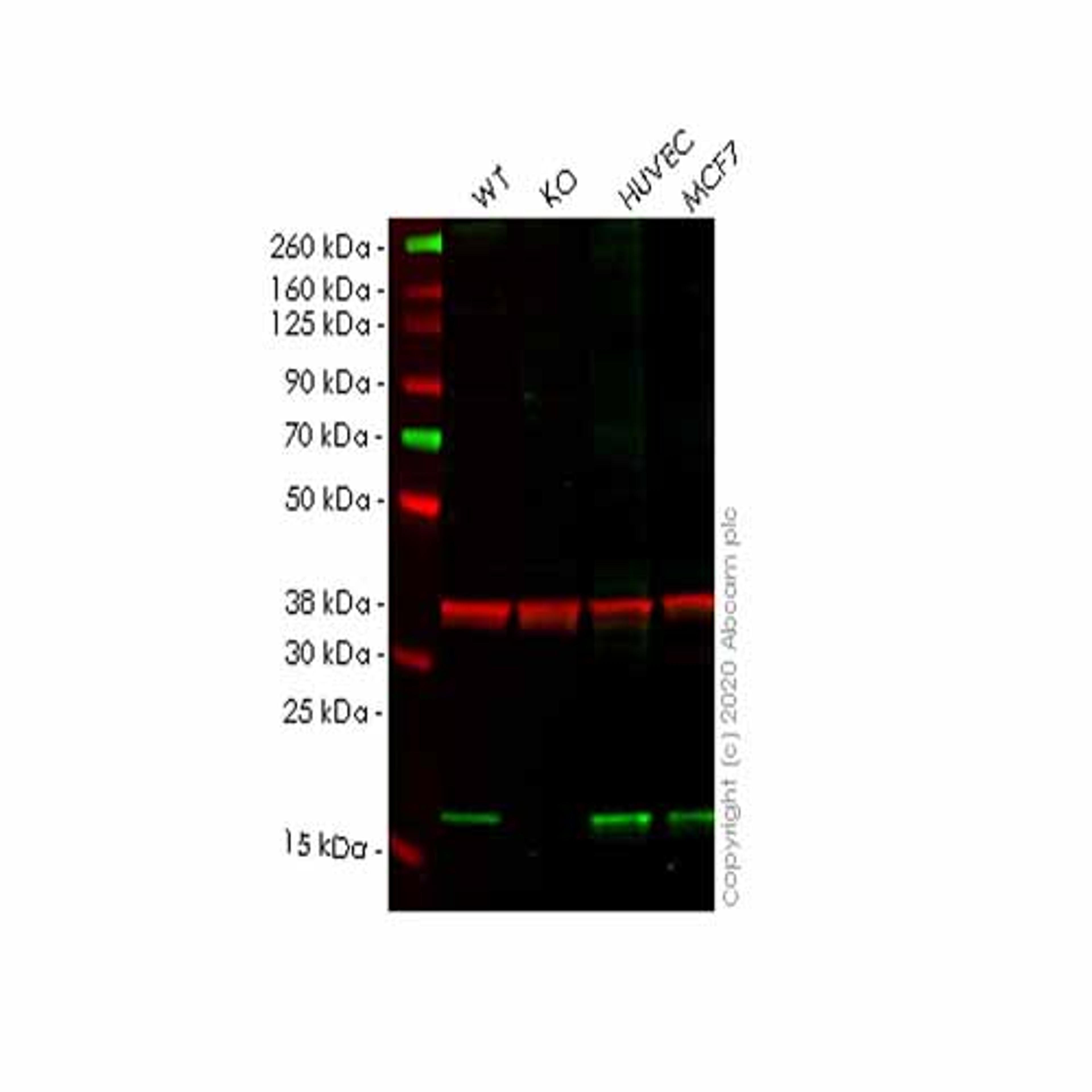 Human ARL2BP knockout HeLa cell line - Abcam plc - Life Sciences