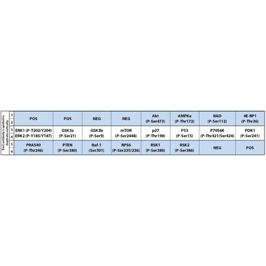 Human/Mouse AKT Pathway Phosphorylation Array C1 - RayBiotech Inc. - Life Sciences