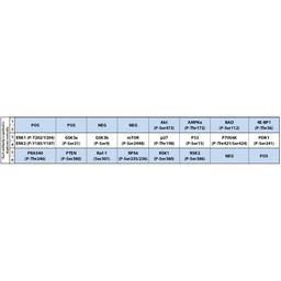 Human/Mouse AKT Pathway Phosphorylation Array C1 - RayBiotech Inc. - Life Sciences