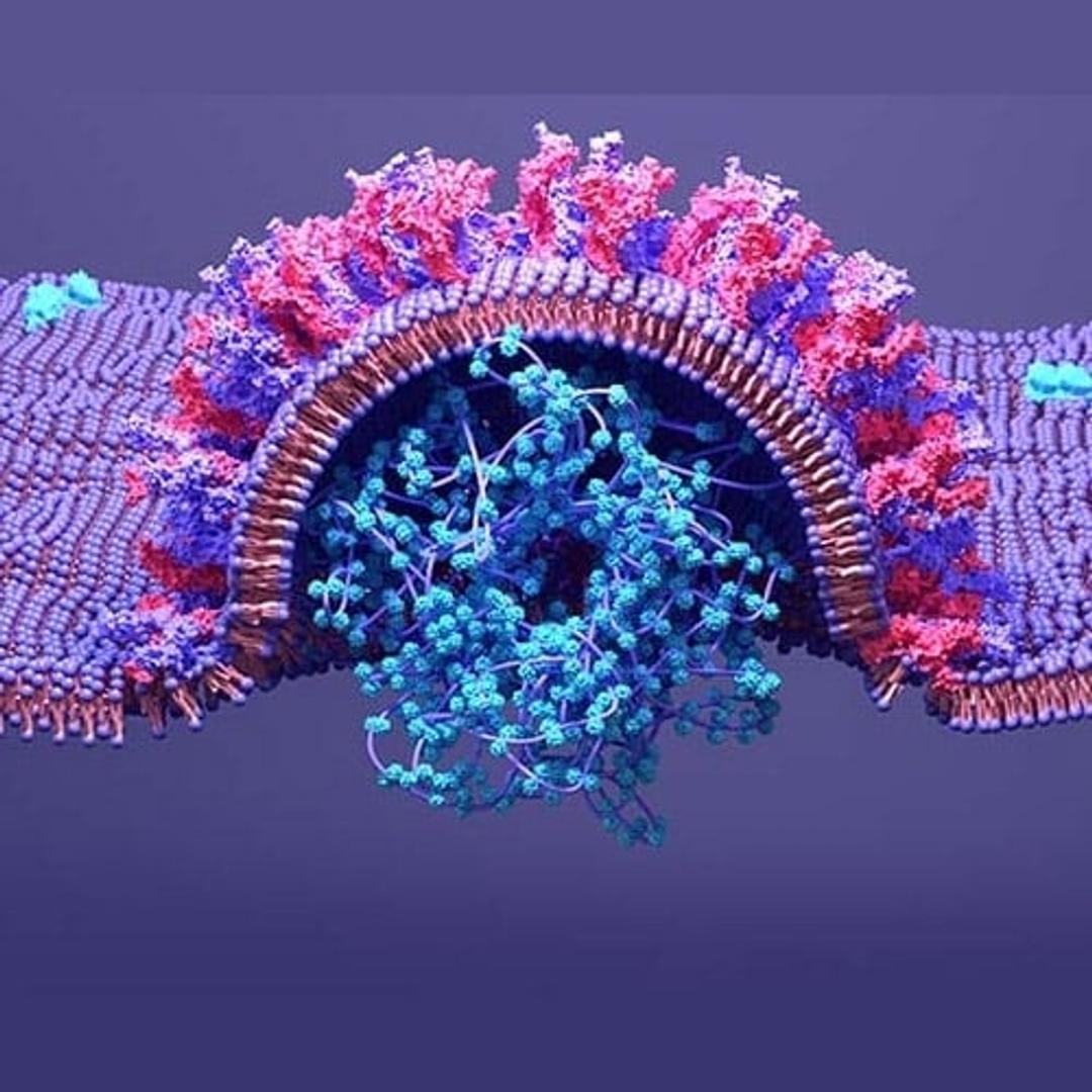 SARS-CoV-2 Spike Mutants - AMSBIO - Life Sciences