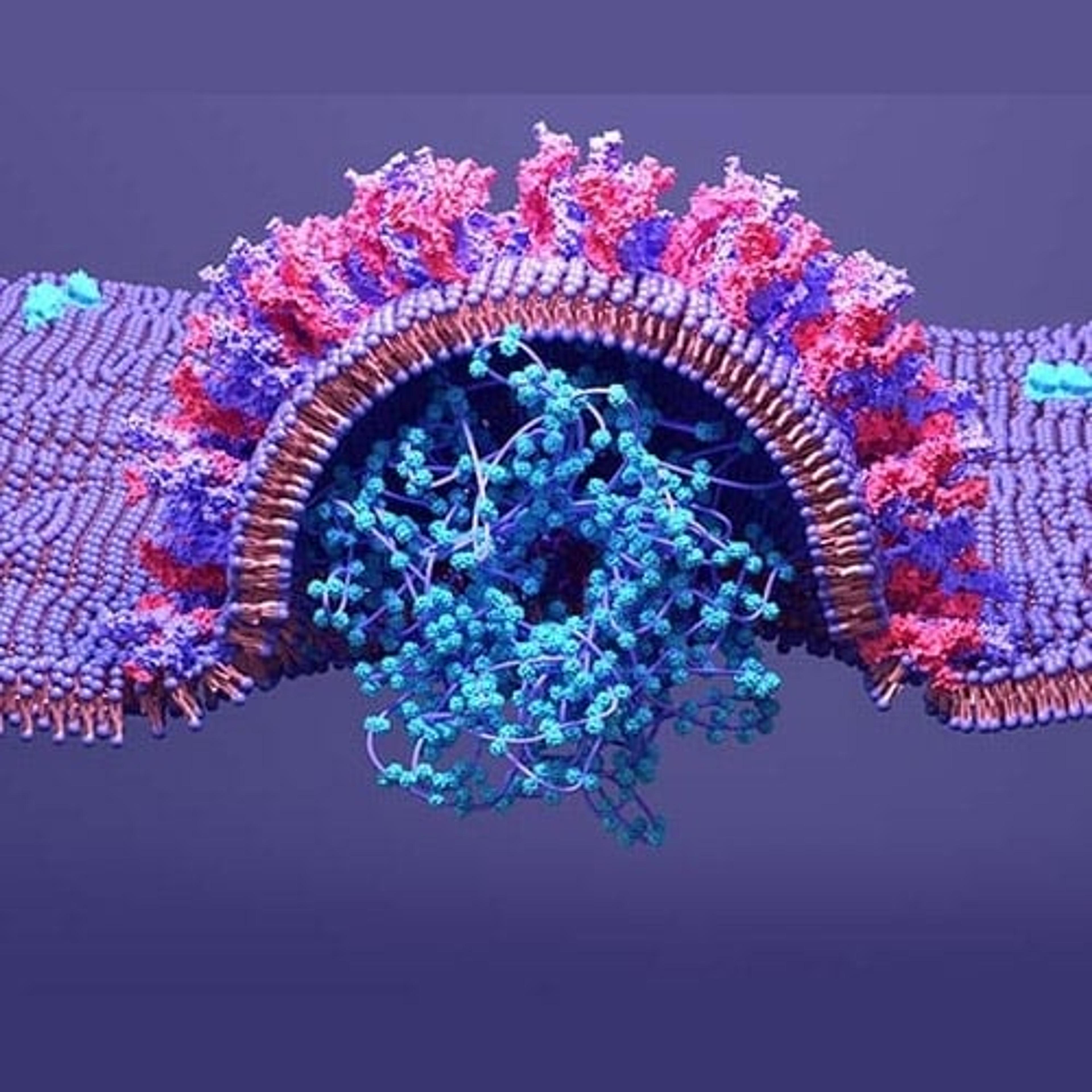 SARS-CoV-2 Spike Mutants - AMSBIO - Life Sciences