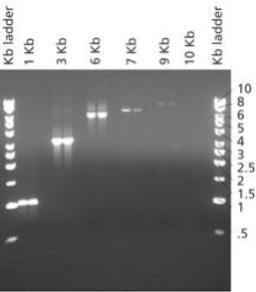 JumpStart™ Taq DNA Polymerase - Merck KGaA, Darmstadt, Germany - Life Sciences
